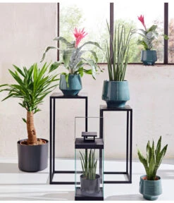 Bogenhanf - Sansevieria Cylindrica 'Mikado' 11 Bogenhanf - Sansevieria Cylindrica 'Mikado' -Pflanzenglück Geschäft 20180515 PR MO 001 AechmeaSansevieriaBL15