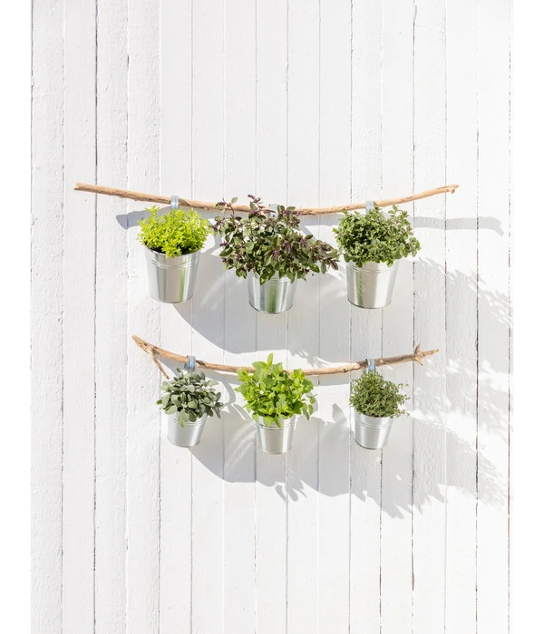 Dehner Gourmet Garten Zitronenmelisse 4 Dehner Gourmet Garten Zitronenmelisse – Bild 2