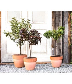 Bestseller -Pflanzenglück Geschäft 20190626 WE MO 002 ZwergundSaeulenobst GC10 2020