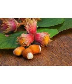 Dehner Haselnuss 'Rote Zellernuss' -Pflanzenglück Geschäft 20200701 PR MO RoteZellernuss 32927418 123rf