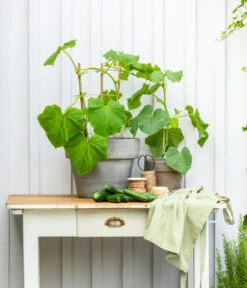 Mini Schlangengurke 11 Mini Schlangengurke -Pflanzenglück Geschäft 20200717 8842643 WE MO 002 CucurbitaePepoZucchiniGruen 2021 GC13 01