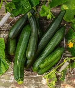 Mini Schlangengurke 10 Mini Schlangengurke -Pflanzenglück Geschäft 20200722 8830747 8831000 WE MO 001 GurkeEtikett