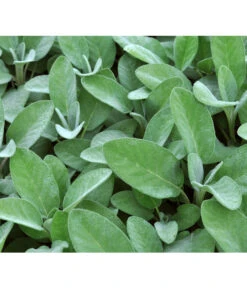 Dehner Gourmet Garten Salbei -Pflanzenglück Geschäft 2782373 BildD 001 GourmetGartenSilbersalbeiCulinariaGgSalbeiCulinaria