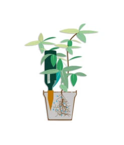 Bio Green Tonkegel Hydro Wine 9 Bio Green Tonkegel Hydro Wine -Pflanzenglück Geschäft 3207032 WE DE 001 BioGreenTonkegelHydroWineUrlaubsbewaesserung