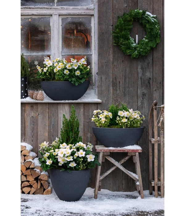 Dehner Kunststoff-Schale Miami, Rund, Anthrazit, Ca. Ø52/H20 Cm 9 Dehner Kunststoff-Schale Miami, Rund, Anthrazit, Ca. Ø52/H20 Cm – Bild 7