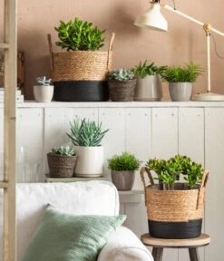 Dickblatt - Crassula Cultivars, Verschiedene Sorten 14 Dickblatt - Crassula Cultivars, Verschiedene Sorten -Pflanzenglück Geschäft 4106035 6904783 4106043 6938864 4439196 WE MO 001 TopfLinaKorbRob 1