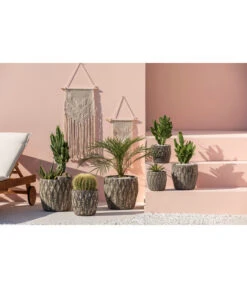 Feigenkaktus - Opuntia Consolea 9 Feigenkaktus - Opuntia Consolea -Pflanzenglück Geschäft 4432415 PR MO 001 KeramikTopfNero