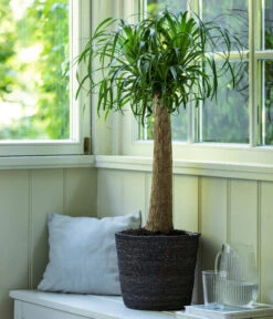 Elefantenfuß, In Seegras-Korb -Pflanzenglück Geschäft 4439089 4439022 WE MO 003 KorbIgmarGrau