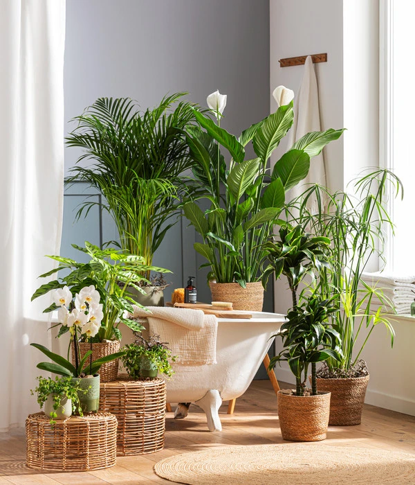 Goldfruchtpalme - Dypsis Lutescens 4 Goldfruchtpalme - Dypsis Lutescens – Bild 2