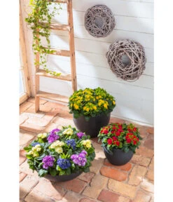 Dehner Kunststoff-Schale Miami, Rund, Anthrazit, Ca. Ø52/H20 Cm 22 Dehner Kunststoff-Schale Miami, Rund, Anthrazit, Ca. Ø52/H20 Cm -Pflanzenglück Geschäft 5181383 WE MO 009 KunststoffSchaleanthrazit