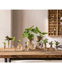 Waterplant Balsamapfel Im Kugelglas - Clusia Rosea 'Princess', Mit LED 8 Waterplant Balsamapfel Im Kugelglas - Clusia Rosea 'Princess', Mit LED -Pflanzenglück Geschäft 6125066 WE MO 001 WaterPlants 1