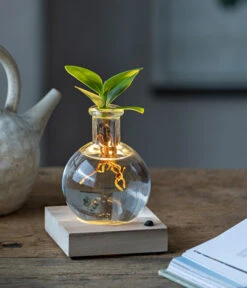 Pflanzenglück Geschäft 4 Pflanzenglück Geschäft -Pflanzenglück Geschäft 6125074 WE MO 001 WaterPlantClusiaLED