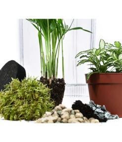 Flaschengarten DIY-Set Kleiner Regenwald, 7-teilig, Ca. Ø16/H27 Cm 8 Flaschengarten DIY-Set Kleiner Regenwald, 7-teilig, Ca. Ø16/H27 Cm -Pflanzenglück Geschäft 6188460 WE DE 001 FlaschengartenMittel