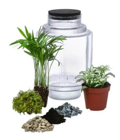 Flaschengarten DIY-Set Kleiner Regenwald, 7-teilig, Ca. Ø16/H27 Cm 7 Flaschengarten DIY-Set Kleiner Regenwald, 7-teilig, Ca. Ø16/H27 Cm -Pflanzenglück Geschäft 6188460 WE FS 001 FlaschengartenMittel