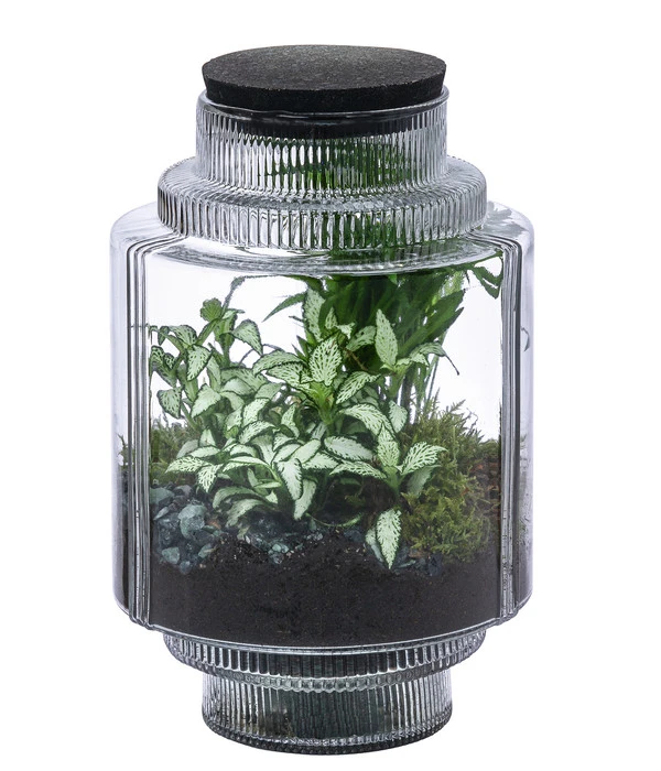 Flaschengarten DIY-Set Kleiner Regenwald, 7-teilig, Ca. Ø16/H27 Cm 3 Flaschengarten DIY-Set Kleiner Regenwald, 7-teilig, Ca. Ø16/H27 Cm