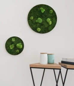 StyleGREEN Bild Aus Wald- Und Kugelmoos, Kreisförmig, Ca. Ø34 Cm -Pflanzenglück Geschäft 6429757 6429765 WE MO 001 Wald Kugelmoosbild 1