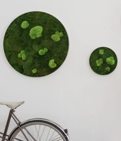 StyleGREEN Bild Aus Wald- Und Kugelmoos, Kreisförmig, Ca. Ø80 Cm -Pflanzenglück Geschäft 6429781 WE MO 001 Wald KugelmoosbildD80cm