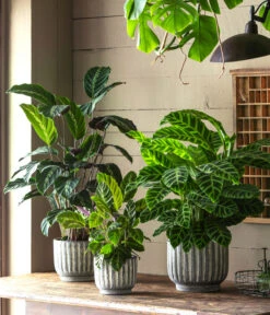 Korbmarante - Calathea 'Misto' 5 Korbmarante - Calathea 'Misto' -Pflanzenglück Geschäft 6781553 6781561 6781579 WE MO 001 TopfCalWeissGrau 1