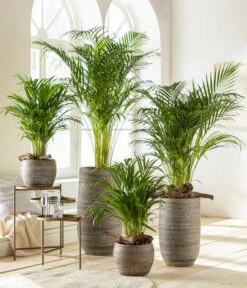 Goldfruchtpalme - Dypsis Lutescens 11 Goldfruchtpalme - Dypsis Lutescens -Pflanzenglück Geschäft 6799894 6799910WE MO 001 VaseLanaBraun