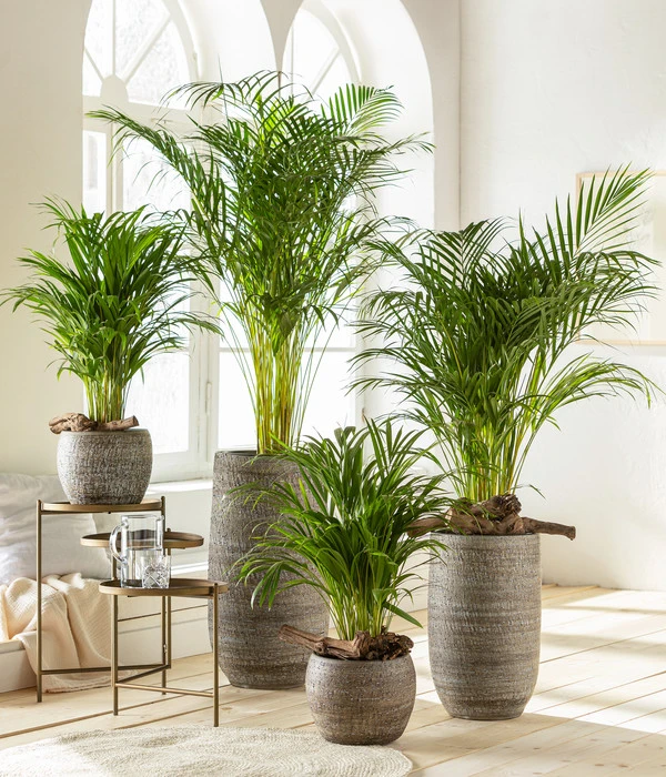 Goldfruchtpalme - Dypsis Lutescens 5 Goldfruchtpalme - Dypsis Lutescens – Bild 3