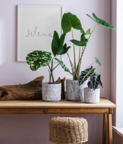 Pflanzenglück Geschäft 12 Pflanzenglück Geschäft -Pflanzenglück Geschäft 6894372 6894364 6894356 WE MO 001 TopfArloGrau