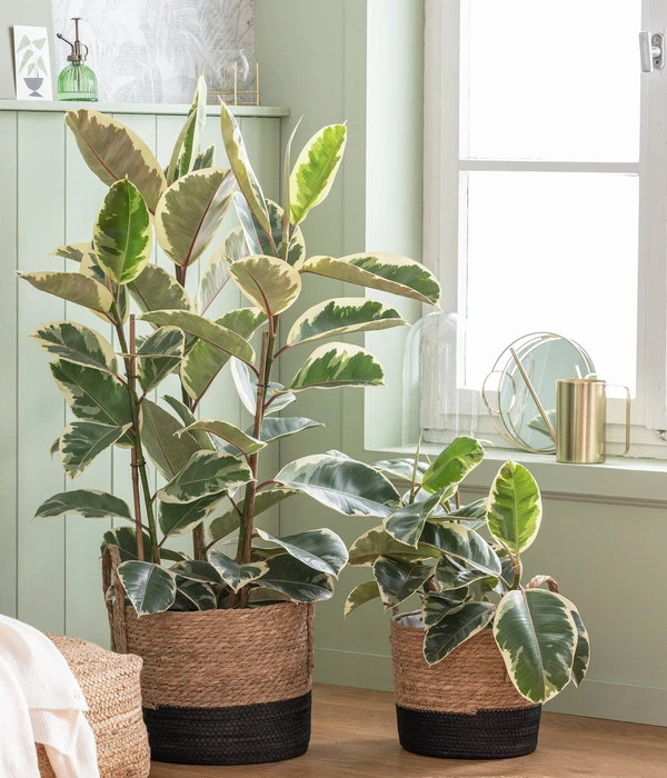 Gummibaum - Ficus Elastica 'Tineke' 4 Gummibaum - Ficus Elastica 'Tineke' – Bild 2