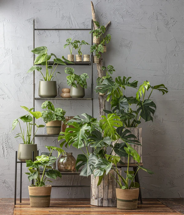 Fensterblatt - Monstera Deliciosa 4 Fensterblatt - Monstera Deliciosa – Bild 2