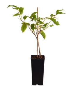 Pflanzenglück Geschäft 20 Pflanzenglück Geschäft -Pflanzenglück Geschäft 7033822 PR FS 001 ActinidiaArgutaKiwiIssai2LiterDehnerExpressZS