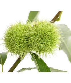 Esskastanie 8 Esskastanie -Pflanzenglück Geschäft 7091580 PR DE 001 CastaneaSativaEsskastanieDehnerExpressHerzig