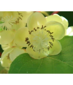 Kiwi 'Atlas', Männlich