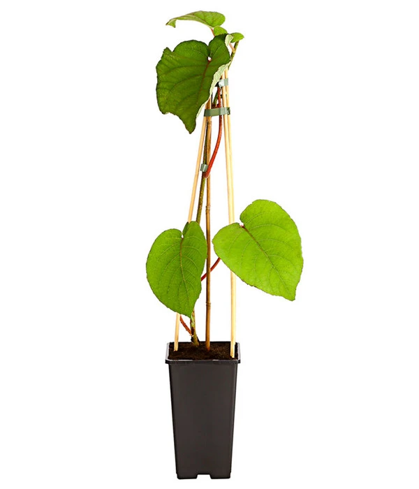 Kiwi 'Atlas', Männlich 4 Kiwi 'Atlas', Männlich – Bild 2