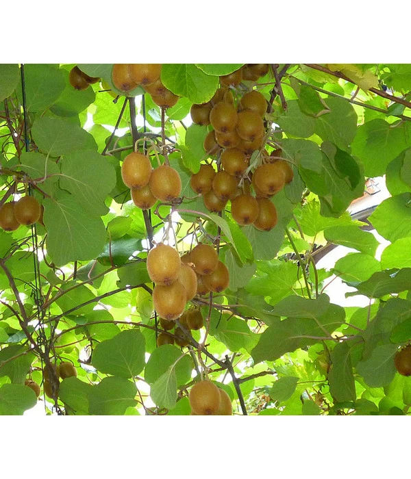 Kiwi 'Solo' 3 Kiwi 'Solo'