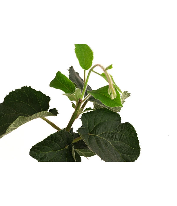 Kiwi 'Solo' 5 Kiwi 'Solo' – Bild 3