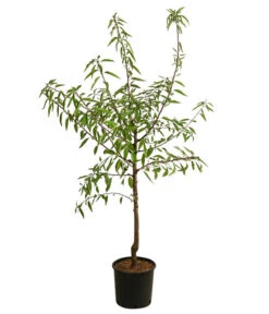 Mandelbaum -Pflanzenglück Geschäft 7603889 WE FS 001 PrunusMandel