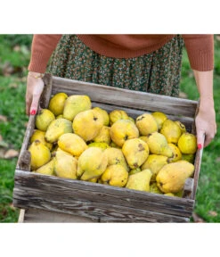 Birnenquitte 12 Birnenquitte -Pflanzenglück Geschäft 7604978 WE MO 001 Quittenkorb