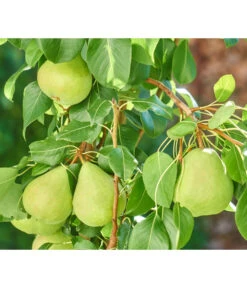 Zwergbirne 'Luisa' -Pflanzenglück Geschäft 7611999 WE DE 003 PyrusZwergbirneBirnePixabay