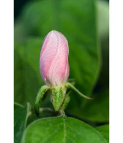 Birnenquitte 14 Birnenquitte -Pflanzenglück Geschäft 7612286 WE DE 002 CydoniaOblongaQuitteLucknerMai2015