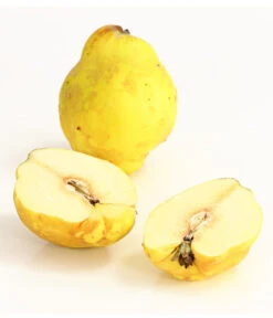 Birnenquitte 11 Birnenquitte -Pflanzenglück Geschäft 7612286 WE DE 003 BirnenquittePortugiesischeCydoniaOblonaDehnerExpressHerzig