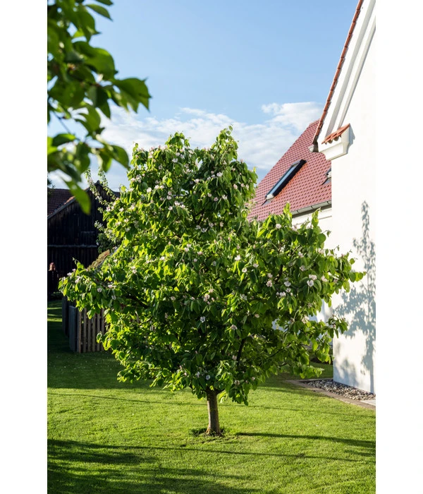 Birnenquitte 9 Birnenquitte – Bild 7