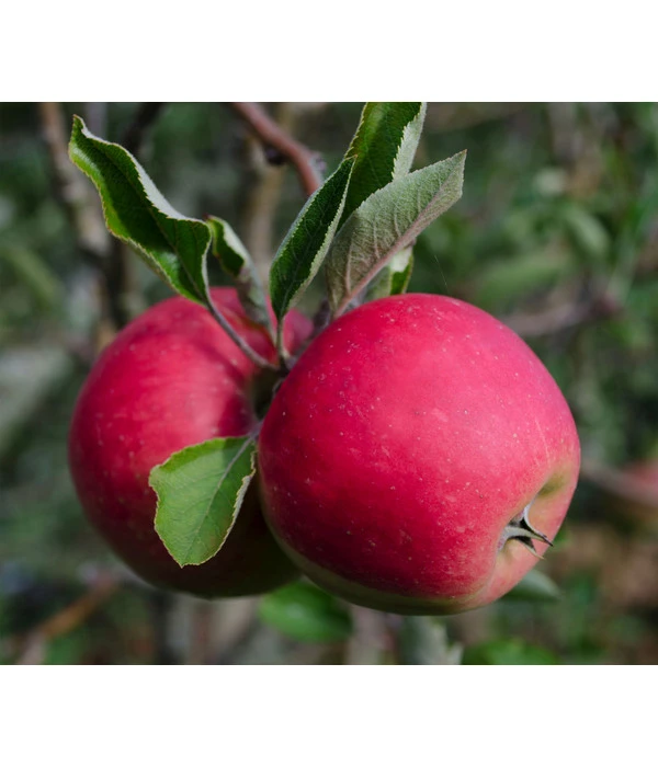 Bio Herbstapfel 'Elstar' 3 Bio Herbstapfel 'Elstar'