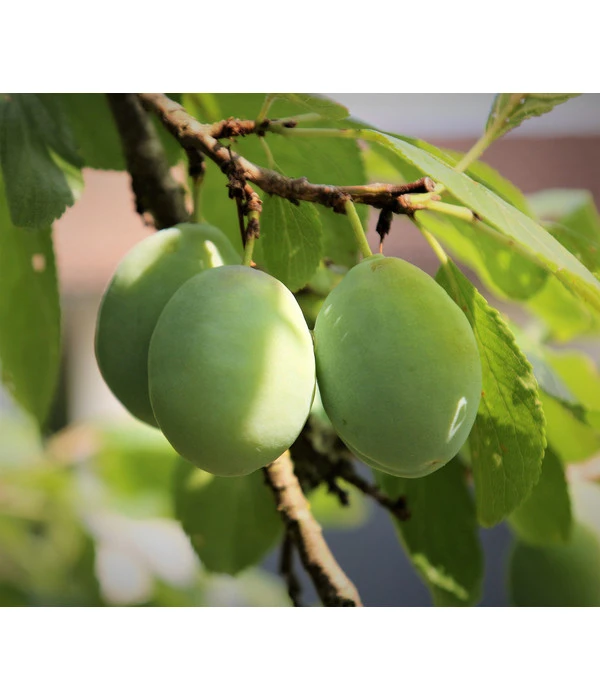 Bio Zwetschge 'Oullins Reneklode' 3 Bio Zwetschge 'Oullins Reneklode'