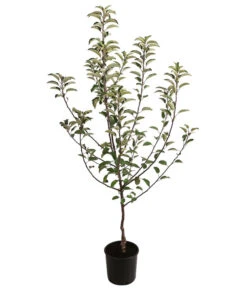 Herbstapfel 'Braeburn' 5 Herbstapfel 'Braeburn' -Pflanzenglück Geschäft 7618531 WE FS 001 MalusApfelBraeburn