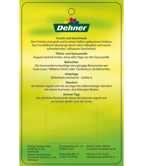 Sommerbirne 'Clapps Liebling' 5 Sommerbirne 'Clapps Liebling' – Bild 3