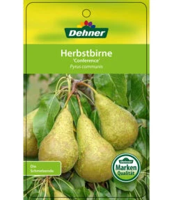 Herbstbirne 'Conference' -Pflanzenglück Geschäft 7625908 HerbstbirneConference Etikett 1