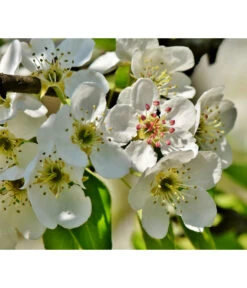 Herbstbirne 'Conference' -Pflanzenglück Geschäft 7625908 PR DE 003 PyrusBirneConferenceBluetePixabay