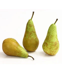 Herbstbirne 'Conference' -Pflanzenglück Geschäft 7625908 WE DE 005 BirneConferenceDehnerExpressHerzig