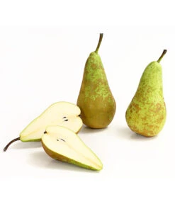 Herbstbirne 'Conference' -Pflanzenglück Geschäft 7625908 WE DE 006 BirneConferenceDehnerExpressHerzig