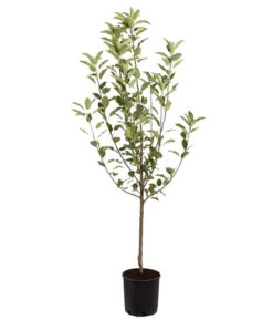 Winterapfel 'Cox Orange' -Pflanzenglück Geschäft 7626518 PR FS 001 ApfelCoxOrangeMalusBusch95LiterDehnerExpressZS