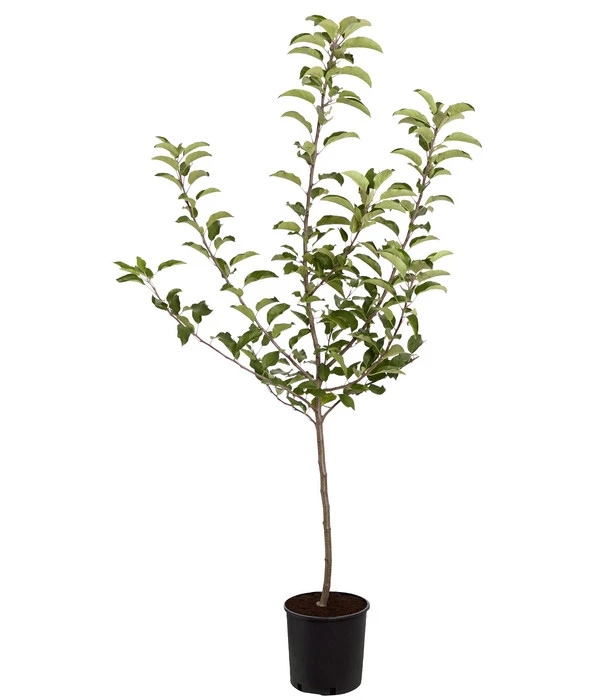 Herbstapfel 'Gala' 5 Herbstapfel 'Gala' – Bild 3