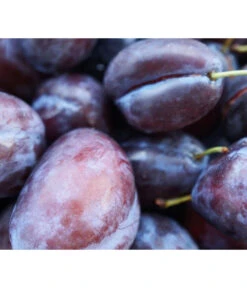 Säulenzwetschge 'Geisenheimer Top' 5 Säulenzwetschge 'Geisenheimer Top' -Pflanzenglück Geschäft 7647878 WE MO 001 ZwetschgeGeisenheimerTopSaeulePixabay